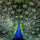 Portrait of beautiful peacock with feathers out